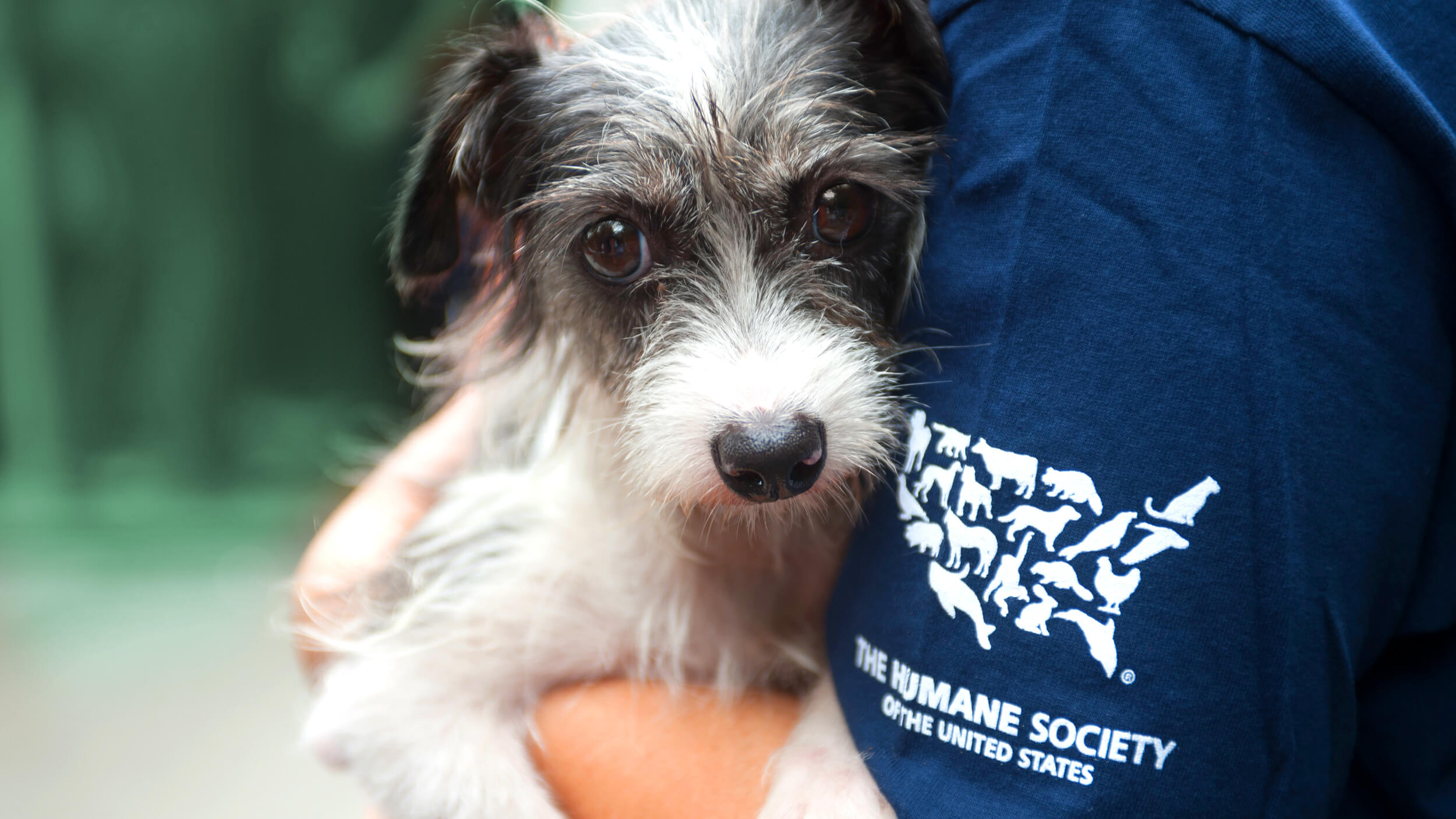 The Humane Society of the United States